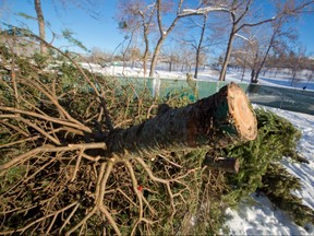 A few trees had already been dropped off a the Christmas Tree drop off location in Confederation Park in Calgary on Boxing Day 2016. GAVIN YOUNG/POSTMEDIA