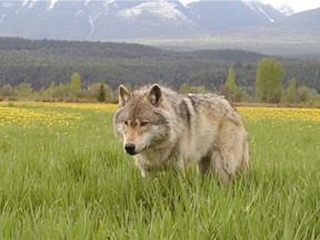 Cattle make up 45 per cent of wolves' summer diet in the southwestern part of Alberta, where predator habitat overlaps prairie grazing land.