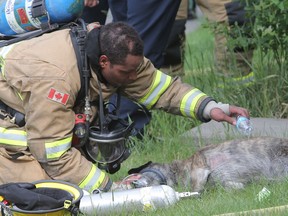 Firefighters give oxygen to one of two dogs they rescued from a house fire at 6316 24 ave. in NE Calgary, Alta. on Tuesday June 23, 2015. Stuart Dryden/Calgary Sun/Postmedia Network