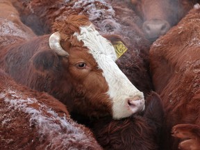 Cattle wait to be auctioned in this file photo.