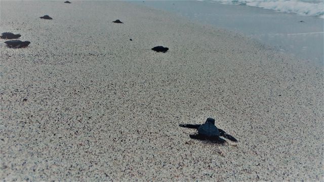 four-seasons-resort-punta-mita-_-sea-turtle-release