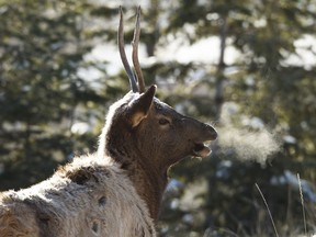 An elk looks for food near the Jasper, Alta., townsite on Thursday, Nov. 13, 2014.