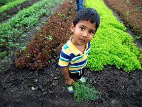 Avaibhav Konepally, 2, holds a carrot as he and his family visit the Northlands’ Urban Farm, 79 Street and 113 Avenue, during Alberta Open Farm Days, in Edmonton on Sunday, Aug. 21, 2016.