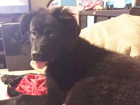 The Hatt family had their truck stolen in the early morning hours of Dec. 21, 2015, with their 19-week-old Labrador collie named Bella still in the vehicle. The truck and dog were tracked down thanks to a social media post and tips received by CPS. Supplied Photo ORG XMIT: CjKYq36saQySgBWvqYYQ