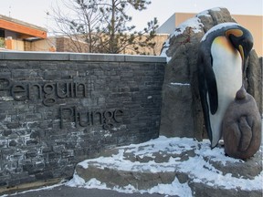 Several of the zoo's Humboldt penguins died Wednesday night in Calgary, Ab., on Thursday December 8, 2016. Mike Drew/Postmedia