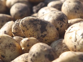 New Brunswick-based Cavendish Farms is planning to build a $350 million potato processing plant in Lethbridge, a project that would represent the single largest private investment by a company in the history of the southern Alberta city.