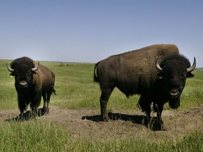 Bison graze on a ranch near Vermilion, Alberta in this file photo.