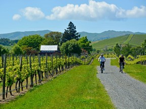 Vineyard Ride – Brancott Estate was one of the first wineries in Marlborough region. They offer bicycle tours through the vineyards followed by a wine tasting. Credit, Debbie Olsen.