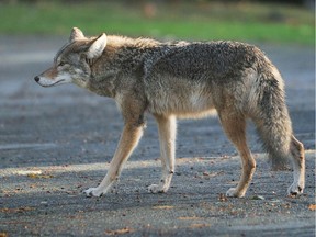 A coyote is photographed in Vancouver in this file photo from 2012.