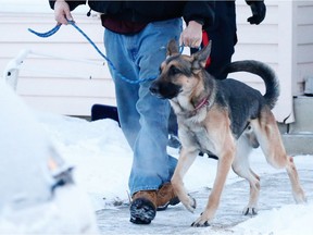 A man walks a German Shepherd out of a house after a serious dog bite involving a four-year-old boy in the city's northeast on Castleridge Way N.E, on Tuesday January 3, 2017. Al Charest/Postmedia Network