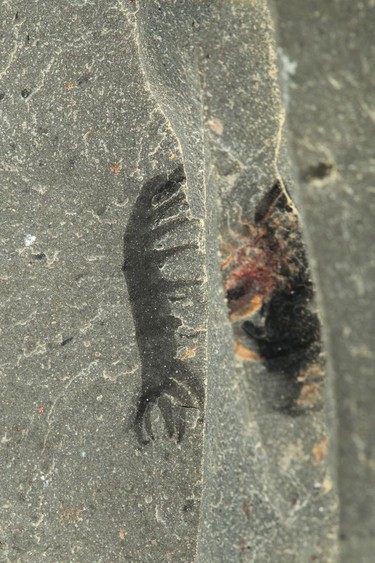 A partially exposed second fossil specimen was found by a Yoho National Park visitor on a guided hike to the Walcott quarry in 2011. Only in 2016 did the ROM become aware of its existence.  Courtesy, Jean-Bernard Caron, Royal Ontario Museum