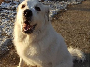 A three-year-old Great Pyrenees dog named Fatty, is seen in this undated handout photo. Lots of vehicles get stolen, but this one was taken with a fluffy white dog in it. Mounties in Red Deer say a 2013 dark grey Toyota Matrix was stolen Wednesday afternoon while idling in a parking lot in Red Deer.