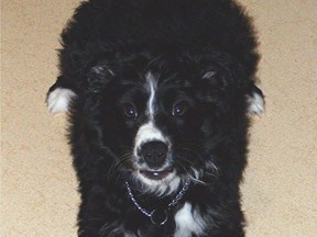Angie, a border collie, went missing for three weeks after a crash near Beiseker.