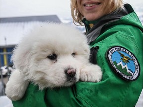 An Italian Forestry Corp officer officer holds one of three puppies that were found alive in the rubble of the avalanche-hit Hotel Rigopiano, near Farindola, central Italy, Monday, Jan. 22, 2017.