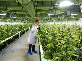 Cam Battley, Senior Vice President with Aurora Cannabis Inc., checks plants in one of the ten marijuana grow rooms inside the company's 55,000 square foot medical marijuana production facility near Cremona, Alberta on Wednesday July 27, 2016. Gavin Young/Postmedia