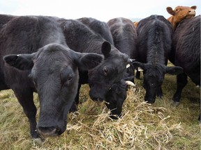 Cattle graze near Black Diamond, Alta., in this file photo.