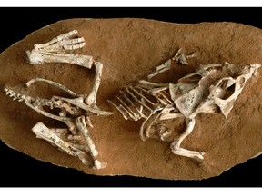 A hatchling Protoceratops from Mongolia.