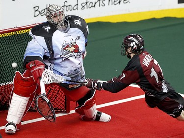 Calgary Roughnecks goalie Frank Scigliano tries to stop a shot from Colorado Mammoth Chris Wardle at the Scotiabank Saddledome in Calgary, Alta. on Saturday January 28, 2017. Leah Hennel/Postmedia