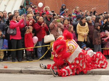 Calgarians take in the dragon dance during Chinese Lunar New Year celebrations in downtown Calgary, Alta at the Chinese Cultural Centre on Saturday January 28, 2017. Jim Wells/Postmedia