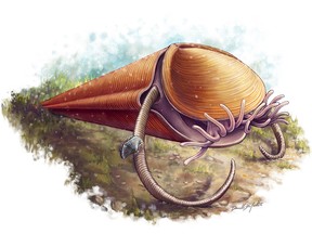 Illustration shows the hyolith Haplophrentis, a marine creature which thrived in oceans 530 million years ago.