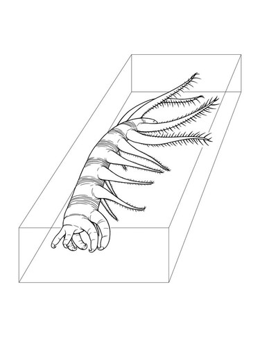 An illustration of Ovatiovermis cribratus showing how the holotype specimen became trapped in the sediment, partially sideways, before becoming a fossil.  Illustrated by Danielle Dufault, Royal Ontario Museum