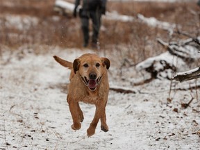 Calgary Police Service K-9 unit cadaver dog Sully, the canine was used during the investigation of Douglas Garland, who is on trial for killing five-year-old Nathan O’Brien and his grandparents, Alvin and Kathy Liknes.