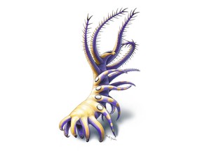 A scientific illustration of Ovatiovermis cribratus shows how this soft-bodied marine animal would have looked like with its front feeding limbs extended. Illustrated by Danielle Dufault, Royal Ontario Museum