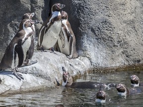 A group of Humboldt penguins at the Penguine Plunge exhibit at the Calgary Zoo.