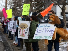 Protesters were in front of the Coast Plaza Hotel in Calgary, Alta on Friday January 29, 2016. The group was protesting against an African trophy hunting show at the hotel over the weekend. Jim Wells//Postmedia