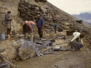 Excavation work in 1994 by a team from the Royal Ontario Museum at the Walcott Quarry revealed new fossiliferous layers below the quarry. The Walcott Quarry is named after Charles Doolittle Walcott who discovered the first Burgess Shale fossils there in 1909. Courtesy, Desmond Collins, Royal Ontario Museum