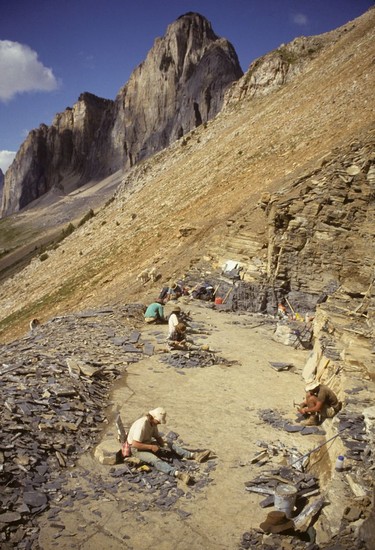 Royal Ontario Museum fieldwork in the Walcott quarry in 1994. The first of two fossil specimens was collected in 1994 by a team from the museum, one of 18 field expeditions led by Desmond Collins between 1975 and 2000.  
Courtesy, Desmond Collins, Royal Ontario Museum