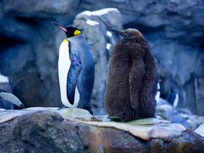 King penguin Grace and her baby Edward at the Calgary Zoo in Calgary on Thursday, Feb. 16, 2017.