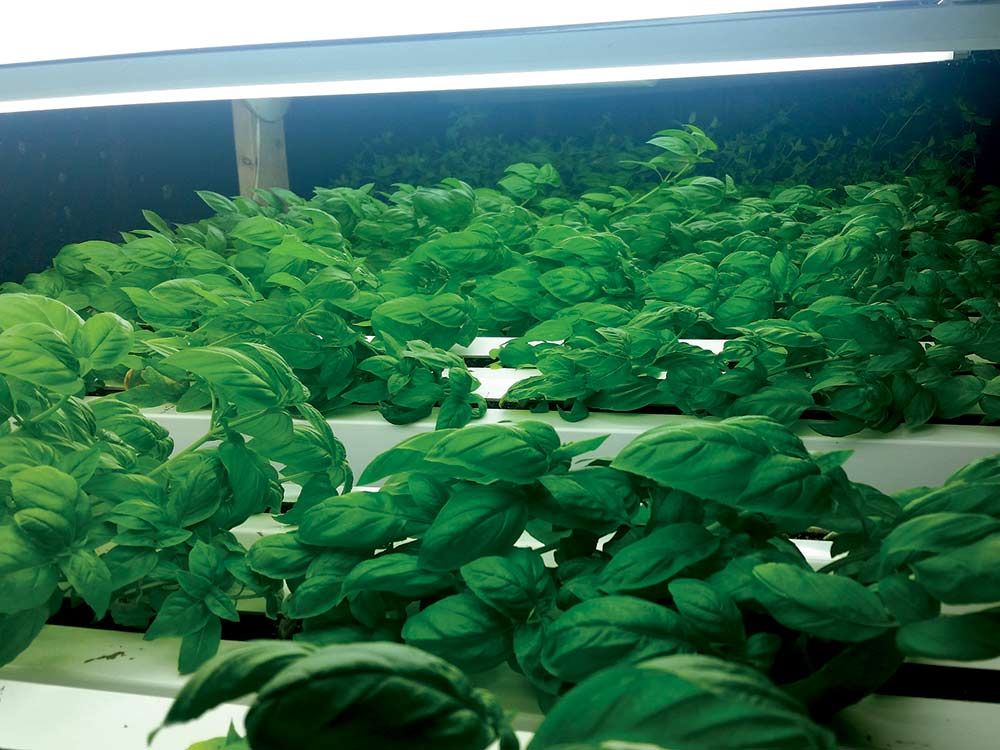 The basil at Tricklin’ Water Produce is tasty proof of the merits of aquaponics.