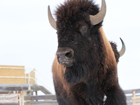 Wild bison destined for Banff National Park are prepared for loading and travel at Elk Island National Park's bison handling facility.   Courtesy Parks Canada