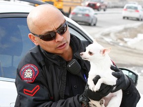 Calgary police Cst. Phil Tabelon retrieves a chihuahua from an alleged stolen car on southbound Blackfoot Trail SE near Deerfoot Trail in Calgary on Tuesday, Feb. 28, 2017.