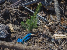 EDMONTON AB. MAY 12, 2015 -  Feature on tree planting, which is essential to Alberta's thriving forestry industry. The cut block is about 65km north of Wandering River . Shaughn Butts/Edmonton Journal