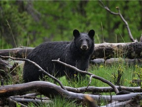 A black bear pauses its hunt west of Turner Valley.