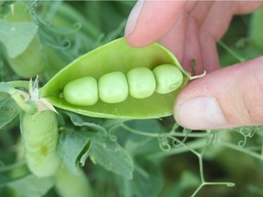 Peas in a pod are shown in a handout photo. Canada's producers of peas and lentils are preparing for the possibility that their largest market may soon shut down imports because of a purported problem with pests.