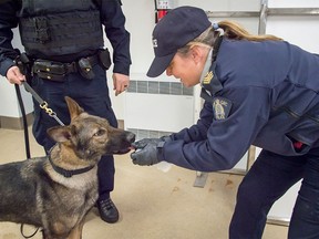 RCMP released this image of a dog being trained to detect fentanyl.