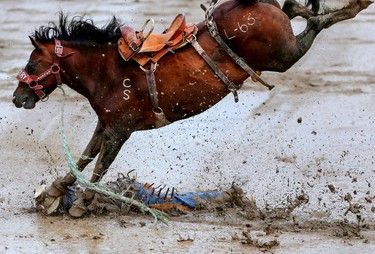 Cody Ballard from Regina gets stepped on by Lazuli Skies after he being bucked off in novice saddle bronc riding at the Calgary Stampede on Saturday July 16, 2016.