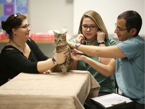 Candace Clarke, left,  has her cat, Kaia, looked at by third-year vet student Kelsey Kearns, middle and instructor Dr. Serge Chalhoub at CUPS in Calgary on Feb. 9, 2017.