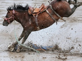 Cody Ballard from Regina gets stepped on by Lazuli Skies after he bucked off in novice saddle bronc riding at the Calgary Stampede on Saturday July 16, 2016. Leah Hennel/Postmedia