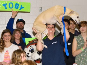 Christie Springs holds up Toby, 9-year-old whippet, in celebration of the announcement of his world record time in Calgary on Sunday, March 26, 2017. Toby broke the world record for fastest balloon popping by a dog. Pier Moreno Silvestri/Postmedia Network