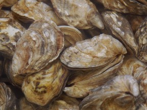 oysters