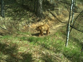 A grizzly bear is seen on remote wildlife camera walking along the Montane Traverse trail near Canmore on May 15, 2015.