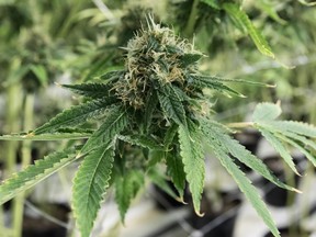 Medicinal marijuana bud inside the flowering room at Tweed in Smith Falls, Ontario, on December 5, 2016.