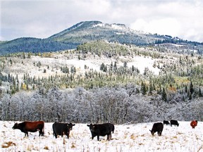 Continuing cattle grazing in the Castle wilderness area would be the common-sense approach, writes Will Verboven.