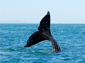 The Pacific Rim Whale Festival celebrates the return of the grey whales to their northern home after spending winter in the warmer waters of the south. Getty Images