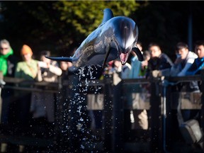 A white-sided dolphin named Hanna leaps through the air at the Vancouver Aquarium in Vancouver, on Thursday February 6, 2014. An aquarium and zoo industry group says a park board vote to ban cetacean captivity at the Vancouver Aquarium is "troubling" and it will work with the facility to influence the policy.