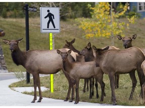 A cow elk and some calves at a crosswalk on the Three Sisters Parkway in Canmore.